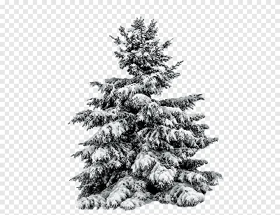 Ель сосна новогодняя елка, новогодняя елка, зима, праздники png | PNGEgg