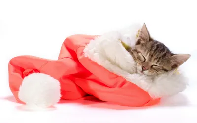 Картинки кошка, новогодний колпак, праздник, новый год - обои 1680x1050,  картинка №442352
