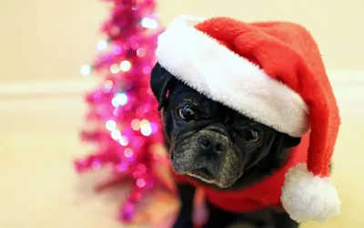 Обои на рабочий стол Черный пес породы Мопс / Mops, наряженный к  рождественским праздникам в костюм Санта Клауса, обои для рабочего стола,  скачать обои, обои бесплатно