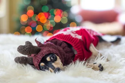 Новогодние костюмы для собак: весело и без мучений — Ozon Клуб