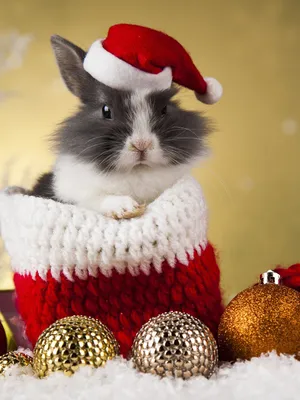Ржачный арт новогодний кролик домашних животных - 52 фото