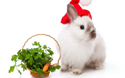 Новогодний кролик | Пикабу