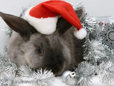 Новогодний кролик рисунок - 73 фото