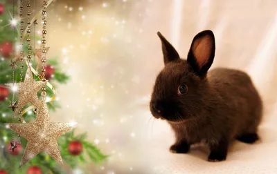 Новогодний кролик — Dprofile