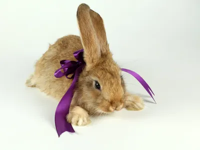 Новогодний кролик фотографии