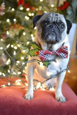 Merry Christmas - Sed Bona | Cute pugs, Pugs funny, Pugs