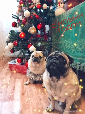 Christmas pug | Мопс, Мемы, Обои