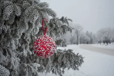 Обои на рабочий стол Новогодний шар весит на елке в снегу, фотограф Kenny,  обои для рабочего стола, скачать обои, обои бесплатно