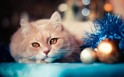 Новогодние обои с кошками 2016 | Кошкомир