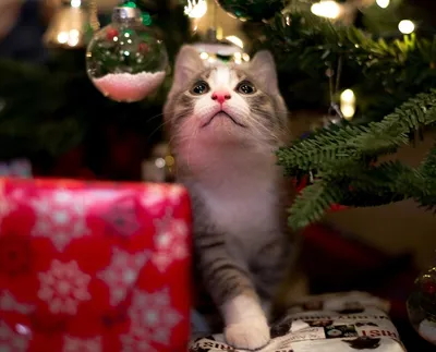 Обои на рабочий стол Кошка у новогодней елки с гирляндой и игрушками, обои  для рабочего стола, скачать обои, обои бесплатно