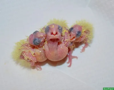 Новорожденные попугаи фото