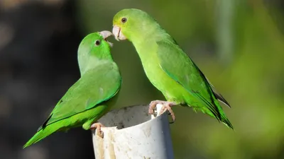 Волнистый попугай / Melopsittacus undulatus - «Волнистые попугайчики.  Маленькие террористы дома» | отзывы