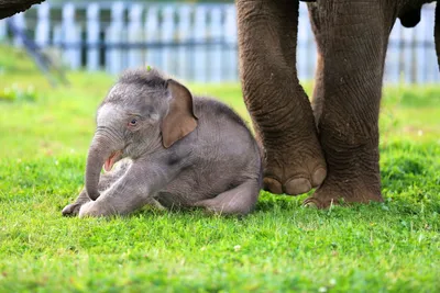 Incredible elephants - Новорожденный слонёнок весит около 120 кг. | Facebook