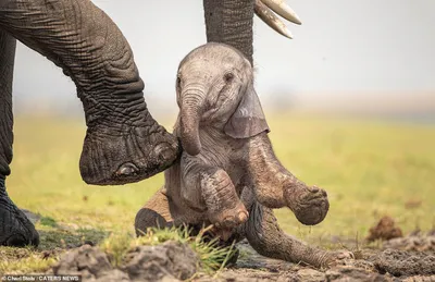 Новорождённый слонёнок делает первые шаги в бельгийском зоопарке — Новости  мира сегодня NTDНовости мира сегодня NTD