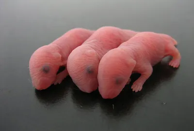 Новорожденных хомяков фото
