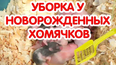 Голые детеныши хомяков - как ухаживать за ними с первых дней жизни? | Друг  Барсук | Дзен