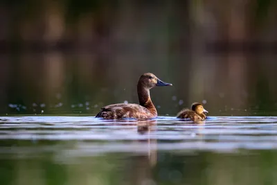 Утки На Воде Весной Дикие Утки Отражаются В Воде Разноцветные Птичьи Перья  Пруд С Утками И Селезнями Утки Питаются На Поверхности Воды — стоковые  фотографии и другие картинки Вода - iStock