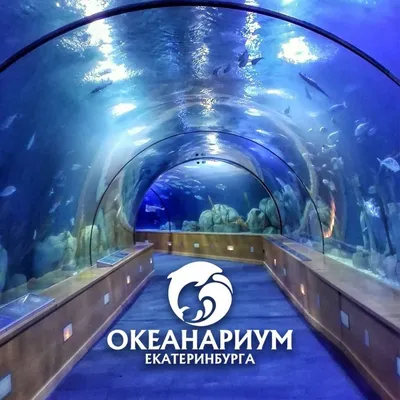 Новый океанариум в москве фото