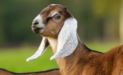 Нубийские козы фото