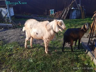 Фото к объявлению: козы дойные и молодняк альпийские и альпо-нубийские —  AgroRU.net