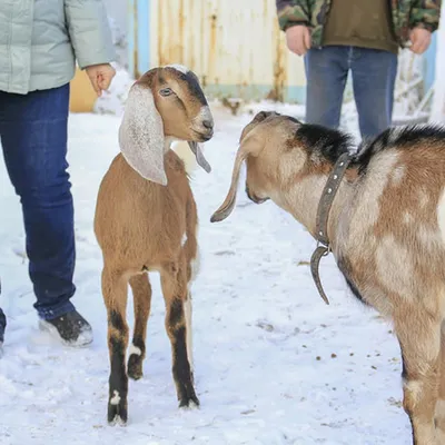 Нубийские козы: 500 $ - Сельхоз животные Полтава на Olx