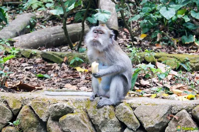 Лес обезьян на Бали (Monkey forest) — мистическое место и милые обезьянки