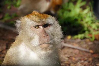 Оспа обезьян: откуда она пришла и что от нее ждать — Naked Science