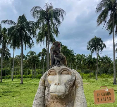 Остров обезьян в Нячанге | Tips\u0026Trips
