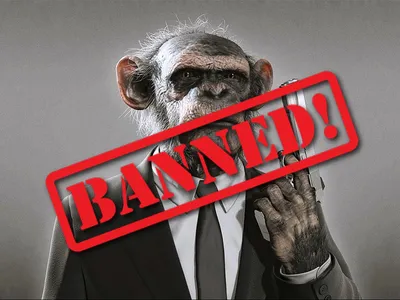 Shutterstock запретили фото обезьян в неестественных ситуациях