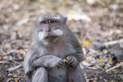 Оспа обезьян 2022 – Что такое оспа обезьян, симптомы оспы обезьян, история  болезни, как заразиться, как вылечиться » Слово и Дело