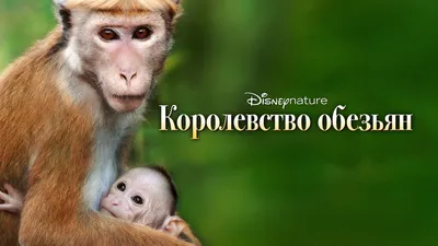 Королевство обезьян (фильм, 2015) — смотреть онлайн трейлер, описание и  список актеров