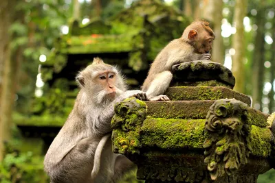 Что нужно знать перед посещением 🌴 Леса обезьян 🏝