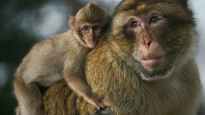 Социальный статус обезьян отражается на их мозге
