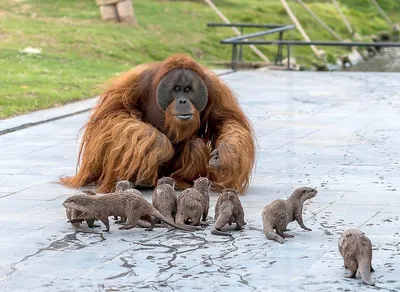 Необычная дружба обезьян с малышами выдрами » BigPicture.ru
