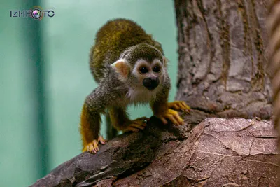 Фото обитателей страны обезьян Ижевском зоопарке | IzhPromo
