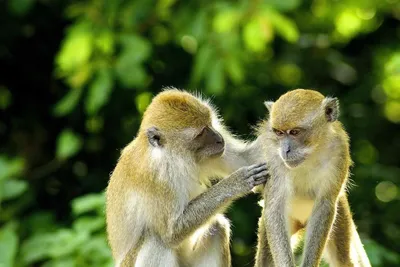 Коалиция врачей WHN объявила оспу обезьян пандемией | Новости Таджикистана  ASIA-Plus