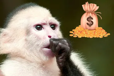 Как обезьян научили пользоваться деньгами: история одного эксперимента |  Зеленая колыбель | Дзен
