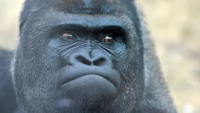 Планета обезьян - зоологи наблюдают настоящие войны между шимпанзе и  гориллами - 26.07.2021, Sputnik Армения