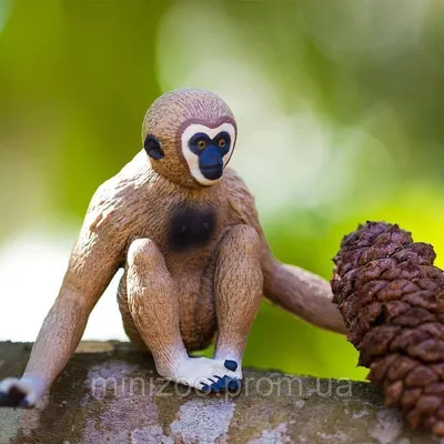 Обезьяна В Заповедник Черный Обыкновенный Сиаманг Gibbon — стоковые  фотографии и другие картинки Акробат - iStock