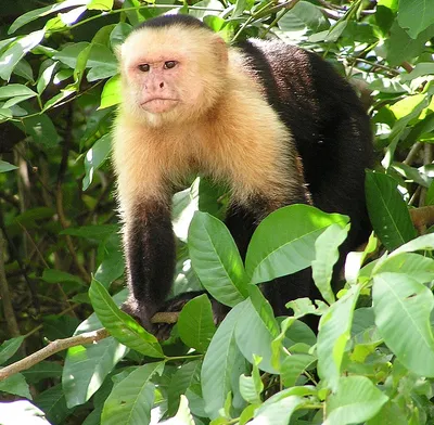 Капуцины (род обезьян) — Википедия