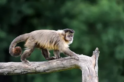 Капуцин обыкновенный – дружелюбная обезьяна. Описание и фото капуцина  обыкновенного | мир животных | Дзен