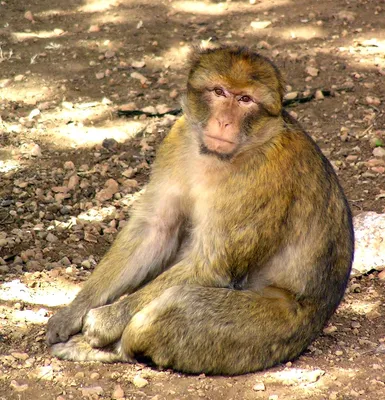 Обезьяна, макака резуса (mulatta Macaca) Стоковое Изображение - изображение  насчитывающей культура, ведущего: 34758129