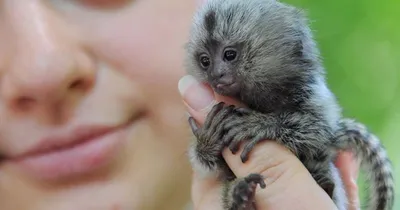 PYGMY MARMOSET: The smallest monkey in the world - YouTube