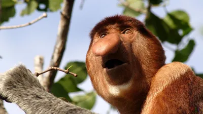 Lao Tour - Ваш гид в Лаосе и Мьянме - Это обезьяна-носач, или proboscis  monkey. Эндемик Борнео. Самец (у самок маленькие курносые носики). Местные  называют их \"голландцами\". Ведь как и голландцы, которые