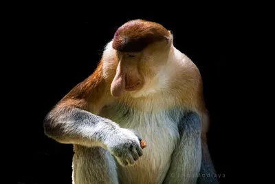 Обезьяна носач (Proboscis Monkey) Stock Photo | Adobe Stock