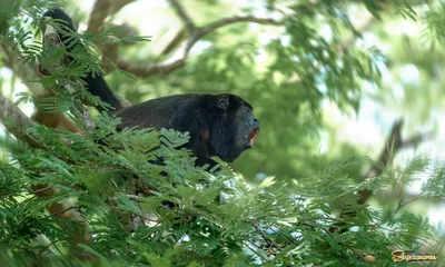 Чёрный ревун, Alouatta caraya, Black howler | Bolivia, Beni,… | Flickr