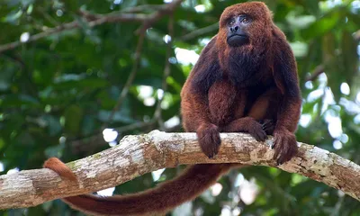 Красная обезьяна-ревун alouatta seniculus сидит на ветке | Премиум Фото