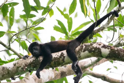 Howler monkey~ Обезьяна ревун | Фотосайт СуперСнимки.Ру