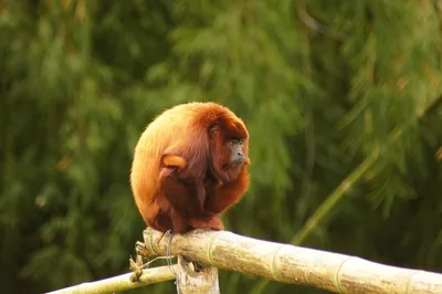 Боливийский ревун, Alouatta sara, Bolivian red howler | Flickr