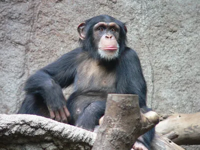 Обезьяна шимпанзе фото